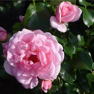 Rosa 'Home & Garden' -R- BT IV