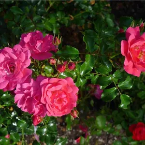 Rosa 'Heidetraum' -R- BDR