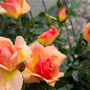 Rosa 'Hansestadt Rostock' -R- BT IV