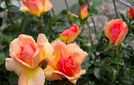 Rosa 'Hansestadt Rostock'®