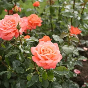 Rosa 'Hamburger Deern'®