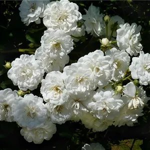 Rosa 'Guirlande d'Amour' -R- KL VI