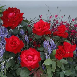 Rosa 'Grande Amore'®