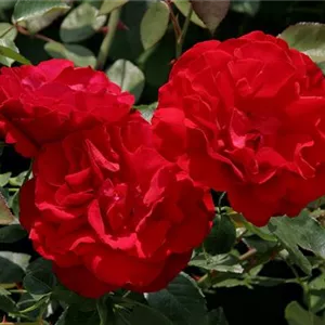 Rosa 'Grandhotel' -R- STR IV