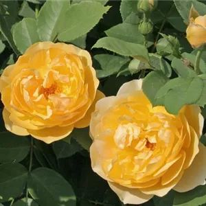 Rosa 'Graham Thomas' -R- STR VI