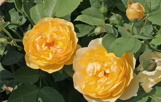 Rosa 'Graham Thomas'® Rosa 'Graham Thomas'®
