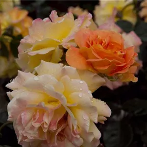 Rosa 'Goldelse' -R- BT IV