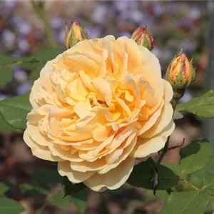 Rosa 'Golden Celebration' -R- STR VI