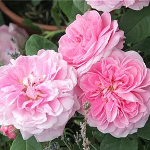 Rosa 'Gertrude Jekyll' -R- STR VI