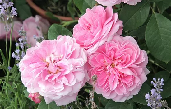 Rosa 'Gertrude Jekyll'® Rosa 'Gertrude Jekyll'®