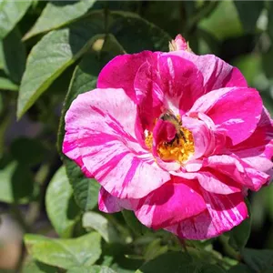 Rosa gallica 'Versicolor'