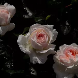 Rosa 'Garden of Roses' -R- BT III