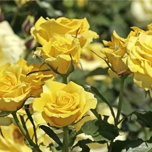 Rosa 'Friesia' -R- BT III