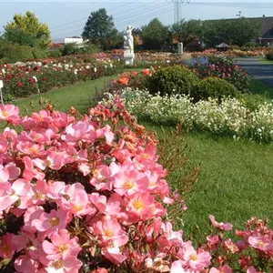 Rosa 'Fortuna' -R- BT III