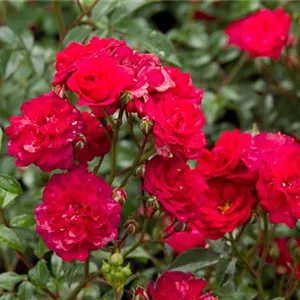Rosa 'Fairy Dance' -R- BDR III