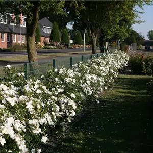 Rosa 'Escimo' -R- BDR IV