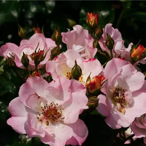 Rosa 'Dolomiti' -R- BT IV