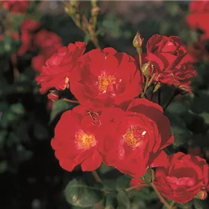 Rosa 'Dirigent'®