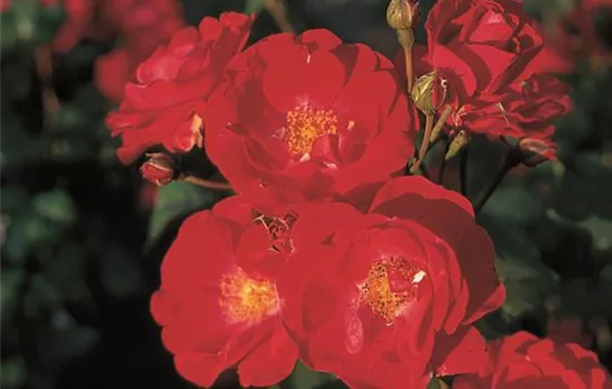 Rosa 'Dirigent'®