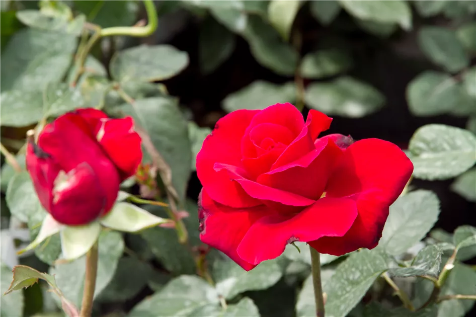 Rosa 'Duftzauber 84'®