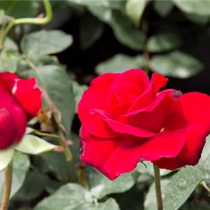 Rosa 'Duftzauber 84'®