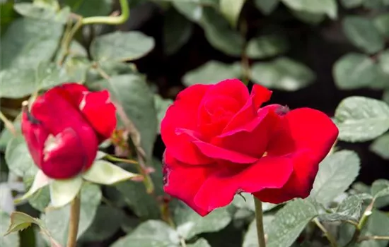 Rosa 'Duftzauber 84'® Rosa 'Duftzauber 84'®