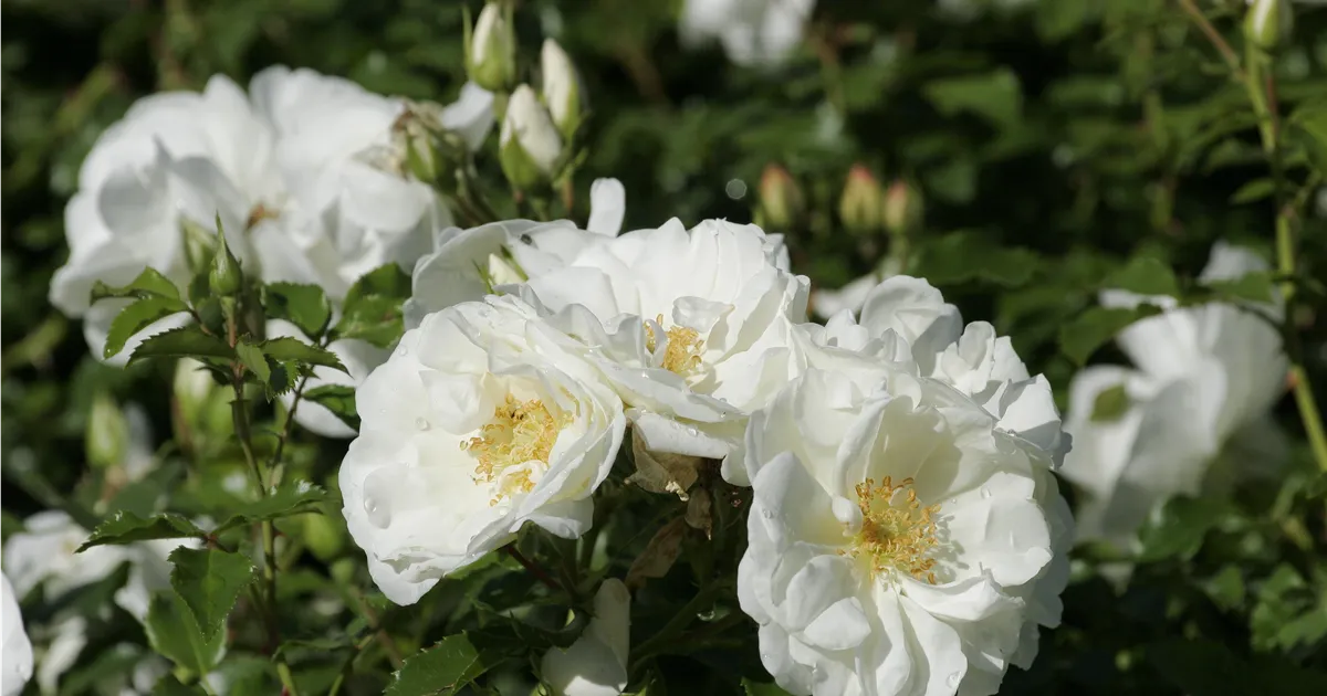 Rosa Diamant Rosa Diamant