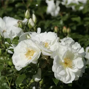 Rosa 'Diamant' -R- BDR III