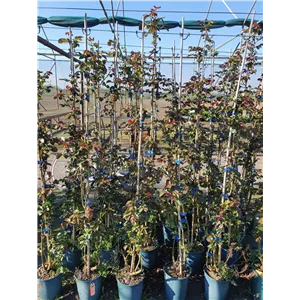 Rosa 'Elfe'® Rosa 'Elfe'®