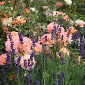 Rosa 'Cubana' -R- BDR III