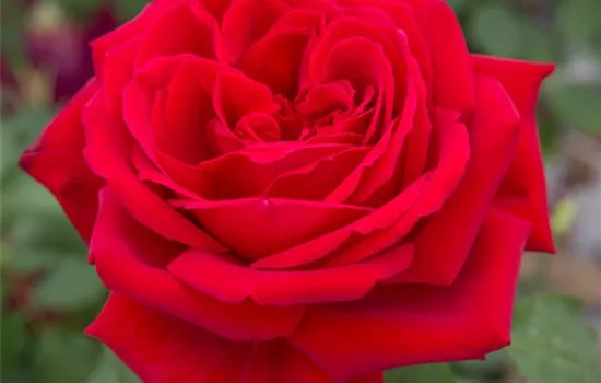 Rosa 'Duftfestival'®