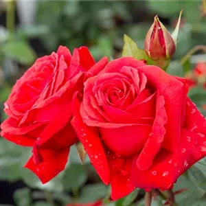 Rosa 'Duftwolke' -R- BT II