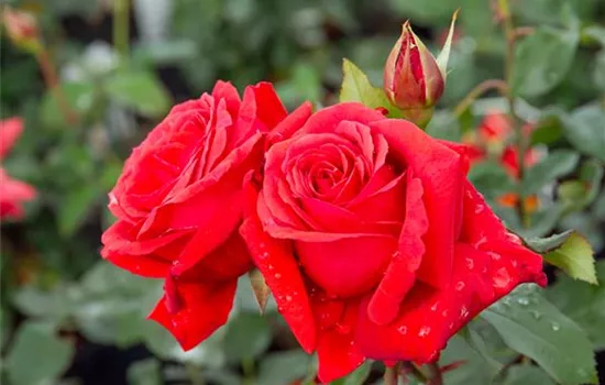 Rosa 'Duftwolke' -R- BT II Rosa 'Duftwolke' -R- BT II