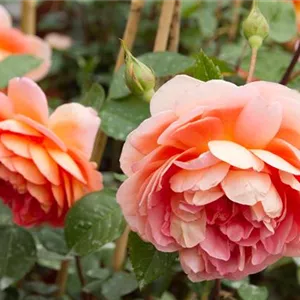 Rosa 'Claire Austin'®