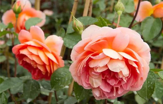 Rosa 'Claire Austin'® Rosa 'Claire Austin'®