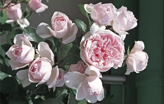 Rosa 'Cinderella'® Rosa 'Cinderella'®