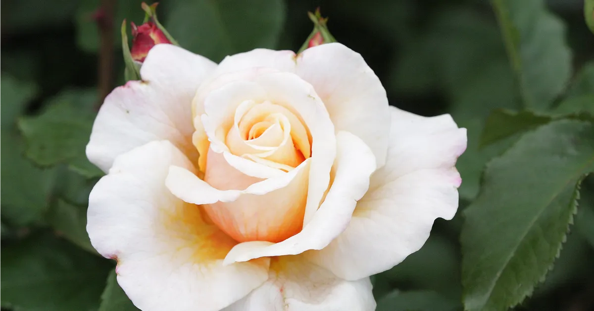 Oscar Rauch Rosa 'Caramella' -R- STR V