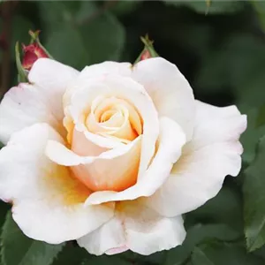 Rosa 'Caramella'®