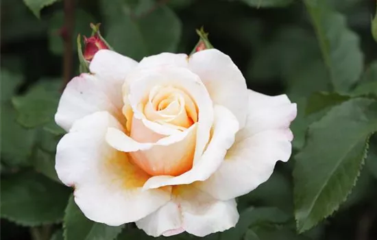 Rosa 'Caramella'® Rosa 'Caramella'®