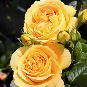 Rosa 'Candlelight'®