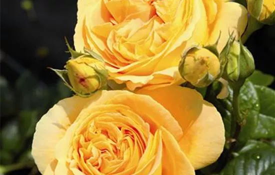 Rosa 'Candlelight' -R- TH VI Rosa 'Candlelight' -R- TH VI