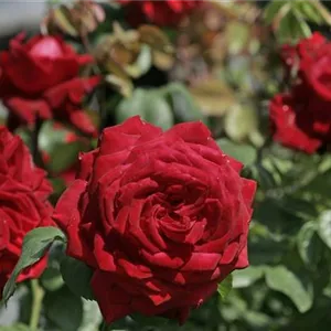 Rosa 'Burgund 81'®