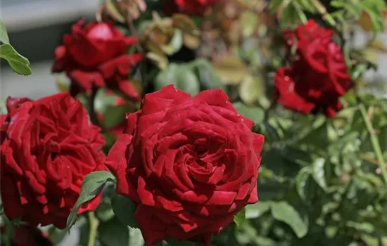 Rosa 'Burgund 81' -R- TH III Rosa 'Burgund 81' -R- TH III