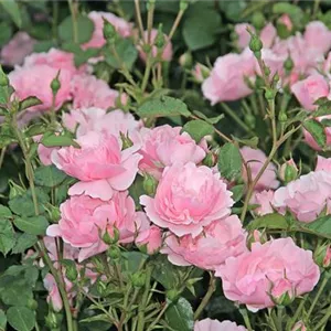 Rosa 'Bonica 82' -R- BT III