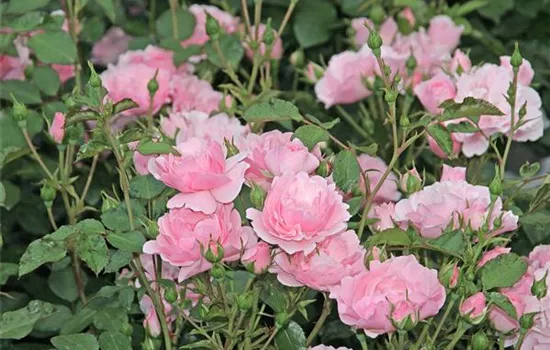 Rosa 'Bonica 82' -R- BT III Rosa 'Bonica 82' -R- BT III