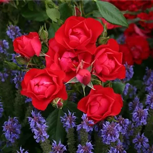 Rosa 'Black Forest Rose' -R- BT III