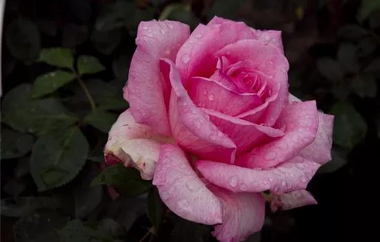 Rosa 'Beverly' -R- TH V Rosa 'Beverly' -R- TH V