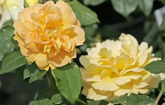 Rosa 'Bernstein Rose'®