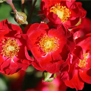 Rosa 'Bassino' -R- BDR III