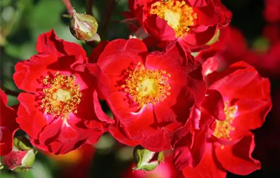 Rosa 'Bassino'® Rosa 'Bassino'®